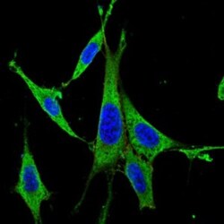 ERK1 Antibody (1E5), Novus Biologicals 0.1mL; Unlabeled:Antibodies, Monoclonal