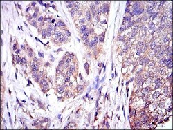 ERK1 Antibody (1E5), Novus Biologicals 0.1mL; Unlabeled:Antibodies, Monoclonal