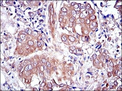 ERK1 Antibody (1E5), Novus Biologicals 0.1mL; Unlabeled:Antibodies, Monoclonal
