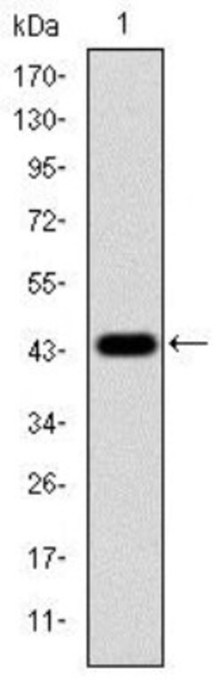 ERK1 Antibody (1E5), Novus Biologicals 0.1mL; Unlabeled:Antibodies, Monoclonal