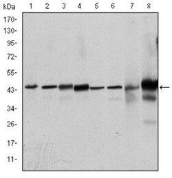 ERK1 Antibody (1E5), Novus Biologicals 0.1mL; Unlabeled:Antibodies, Monoclonal