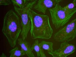 ERK2 Antibody, Novus Biologicals 0.1mL; Unlabeled:Antibodies, Polyclonal