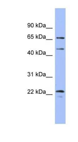 ERK4/MAPK4 Antibody, Novus Biologicals:Antibodies:Primary Antibodies