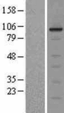 Novus Biologicals&trade;&nbsp;ERK5/BMK1 Overexpression Lysate