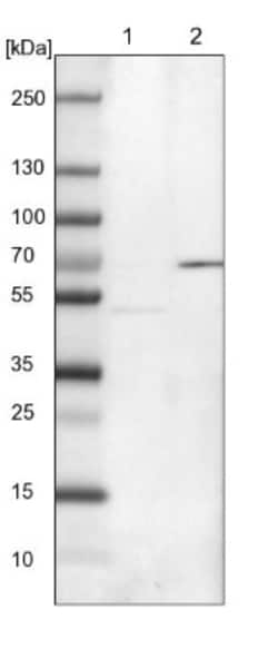 ERLEC1 Antibody, Novus Biologicals 0.1 mL | Buy Online | Novus Biologicals | Fisher Scientific