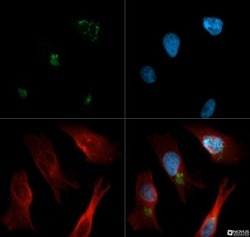 ERManI Antibody (3C2), Novus Biologicals 0.025mL; Unlabeled:Antibodies,