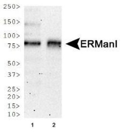 ERManI Antibody (3C2), Novus Biologicals 0.025mL; Unlabeled:Antibodies,