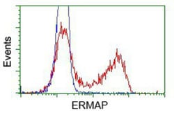 ERMAP Antibody (OTIC8), Novus Biologicals 0.1mL; Unlabeled:Antibodies,
