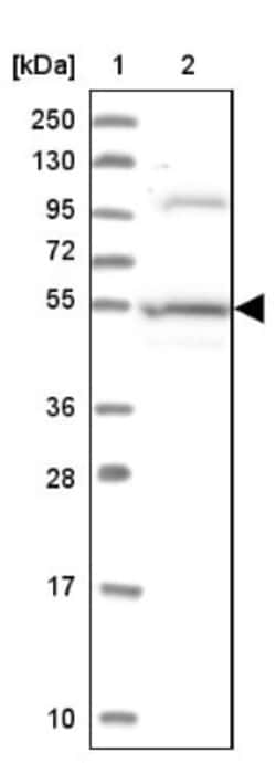 ERMAP Antibody, Novus Biologicals 0.1mL; Unlabeled:Antibodies, Polyclonal