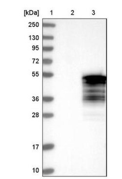 ERMN Antibody, Novus Biologicals 25 &mu;L; Unlabeled:Antibodies, Polyclonal
