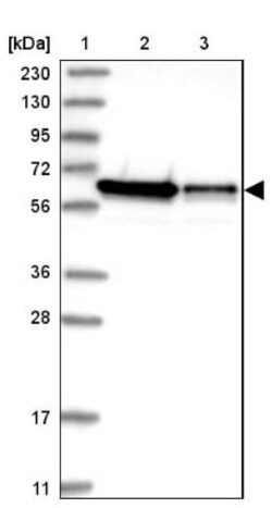 ERO1L Antibody, Novus Biologicals 25ul | Buy Online | Novus Biologicals | Fisher Scientific