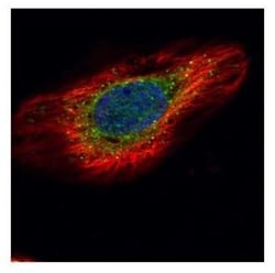 ERP29 Antibody, Novus Biologicals 0.1mg; Unlabeled:Antibodies, Polyclonal