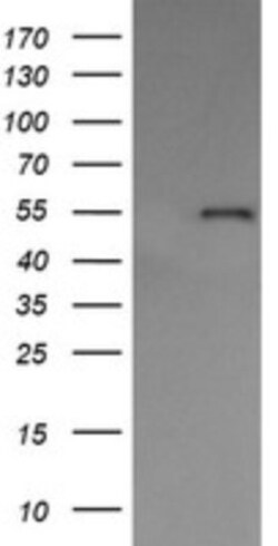 ERp57/PDIA3 Antibody (OTI3E1), Novus Biologicals 0.1mL; Unlabeled:Antibodies,