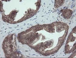 ERp57/PDIA3 Antibody (OTI3E1), Novus Biologicals 0.1mL; Unlabeled:Antibodies,