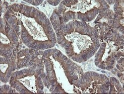 ERp57/PDIA3 Antibody (OTI3E1), Novus Biologicals 0.1mL; Unlabeled:Antibodies,