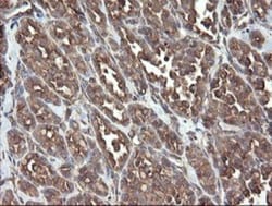 ERp57/PDIA3 Antibody (OTI3E1), Novus Biologicals 0.1mL; Unlabeled:Antibodies,