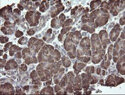 ERp57/PDIA3 Antibody (OTI3E1), Novus Biologicals 0.1mL; Unlabeled:Antibodies,