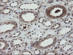 ERp57/PDIA3 Antibody (OTI3E1), Novus Biologicals 0.1mL; Unlabeled:Antibodies,