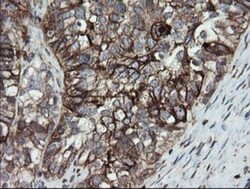 ERp57/PDIA3 Antibody (OTI3E1), Novus Biologicals 0.1mL; Unlabeled:Antibodies,