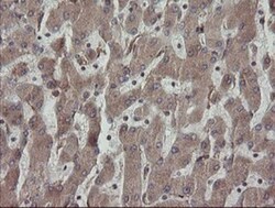 ERp57/PDIA3 Antibody (OTI3E1), Novus Biologicals 0.1mL; Unlabeled:Antibodies,