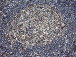 ERp57/PDIA3 Antibody (OTI3E1), Novus Biologicals 0.1mL; Unlabeled:Antibodies,