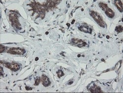 ERp57/PDIA3 Antibody (OTI3E1), Novus Biologicals 0.1mL; Unlabeled:Antibodies,