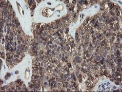 ERp57/PDIA3 Antibody (OTI3E1), Novus Biologicals 0.1mL; Unlabeled:Antibodies,