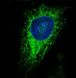 ERp57/PDIA3 Antibody (CL2444), Novus Biologicals 0.1mL; Unlabeled:Antibodies,