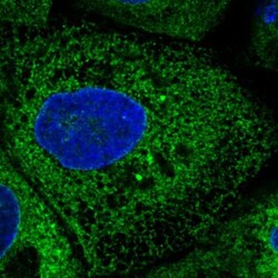 ERp57/PDIA3 Antibody (CL2444), Novus Biologicals 0.1mL; Unlabeled:Antibodies,