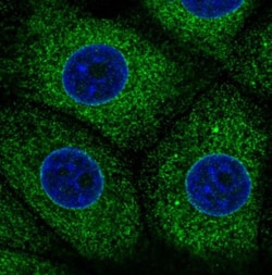 ERp57/PDIA3 Antibody (CL2444), Novus Biologicals 0.1mL; Unlabeled:Antibodies,