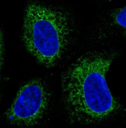 ERp57/PDIA3 Antibody (CL2444), Novus Biologicals 0.1mL; Unlabeled:Antibodies,