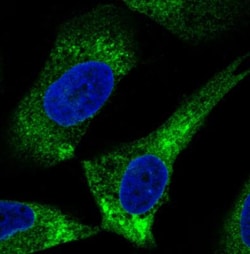 ERp57/PDIA3 Antibody (CL2444), Novus Biologicals 0.1mL; Unlabeled:Antibodies,