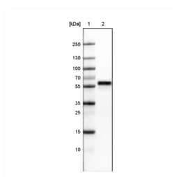ERp57/PDIA3 Antibody (CL2444), Novus Biologicals 0.1mL; Unlabeled:Antibodies,