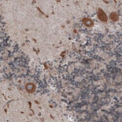 ERp57/PDIA3 Antibody (CL2446), Novus Biologicals 0.1mL; Unlabeled:Antibodies,