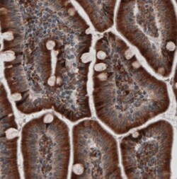 ERp57/PDIA3 Antibody (CL2446), Novus Biologicals 0.1mL; Unlabeled:Antibodies,