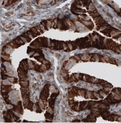 ERp57/PDIA3 Antibody (CL2446), Novus Biologicals 0.1mL; Unlabeled:Antibodies,