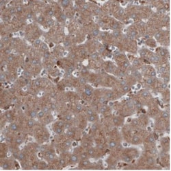 ERp57/PDIA3 Antibody (CL2446), Novus Biologicals 0.1mL; Unlabeled:Antibodies,