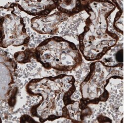 ERp57/PDIA3 Antibody (CL2446), Novus Biologicals 0.1mL; Unlabeled:Antibodies,