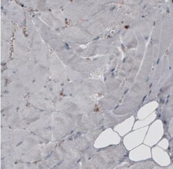 ERp57/PDIA3 Antibody (CL2446), Novus Biologicals 0.1mL; Unlabeled:Antibodies,