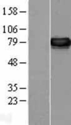 Novus Biologicals&trade;&nbsp;ERp72 Overexpression Lysate