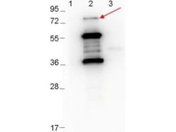 ErpD/Arp37 Antibody, Novus Biologicals 0.1mg; Unlabeled:Antibodies, Polyclonal