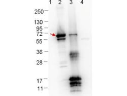 ErpN/OspE Antibody, Novus Biologicals 0.1mg; Unlabeled:Antibodies, Polyclonal