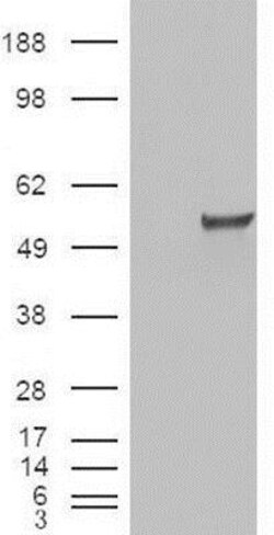 ERR gamma/NR3B3 Antibody, Novus Biologicals 0.1mg; Unlabeled:Antibodies,