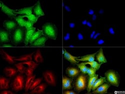 Erythropoietin R Antibody - BSA Free, Novus Biologicals 0.1mL; Unlabeled:Antibodies,