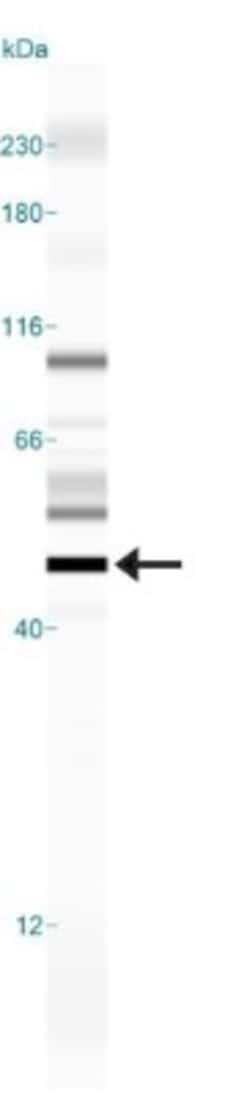 Erythropoietin R Antibody - BSA Free, Novus Biologicals 0.1mL; Unlabeled:Antibodies,