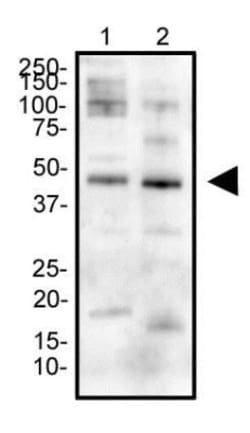 Erythropoietin R Antibody - BSA Free, Novus Biologicals 0.1mL; Unlabeled:Antibodies,