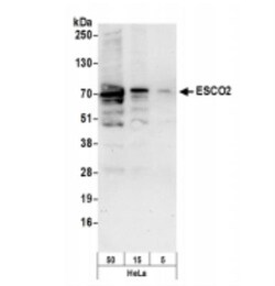 ESCO2 Antibody, Novus Biologicals 0.1mg; Unlabeled:Antibodies, Polyclonal