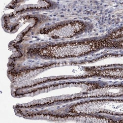 ESD Antibody, Novus Biologicals 0.1mL; Unlabeled:Antibodies, Polyclonal