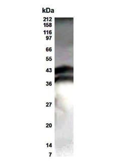 ELF3/ESE-1 Antibody - BSA Free, Novus Biologicals 0.1 mL; Unconjugated:Antibodies,