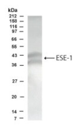 ELF3/ESE-1 Antibody - BSA Free, Novus Biologicals 0.1 mL; Unconjugated:Antibodies,